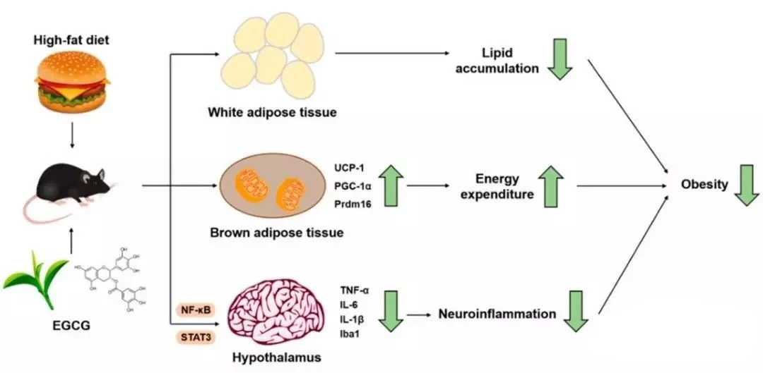 Does EGCG speed up metabolism