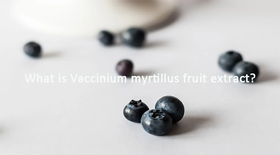 What is Vaccinium myrtillus fruit extract