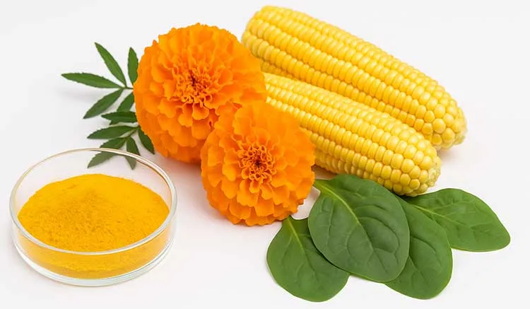 lutein-source lutein-source