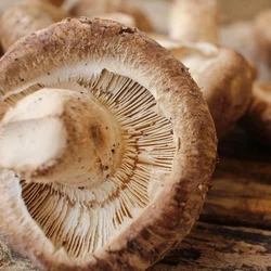 news-500-500 news-500-500